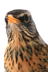 portrait thrush