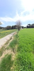 Camino rural entre campos verdes bajo cielo azul