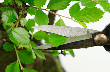 bonsai, cutting leafs