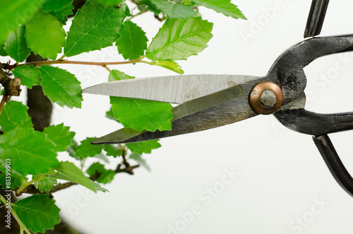 Blattschnitt, Bonsai (chinesische Ulme)\ Blattschnitt, Bonsai (chinesische Ulme)\