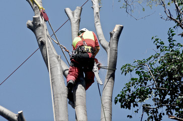 Woodcutter