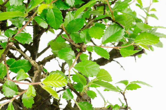 bonsai: chinese elm close-up leafs