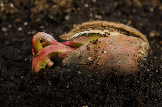 austreibende Eichel (Roteiche)