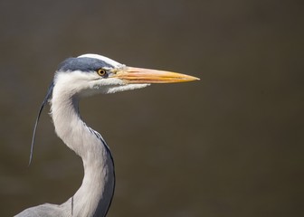 Grey Heron