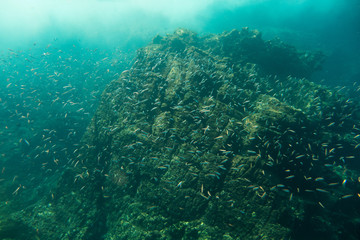 Underwater photography of a shoal of fish