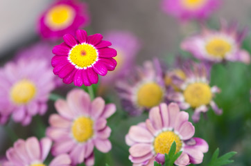 Fototapeta premium macro flowers II