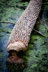 Beaver Log