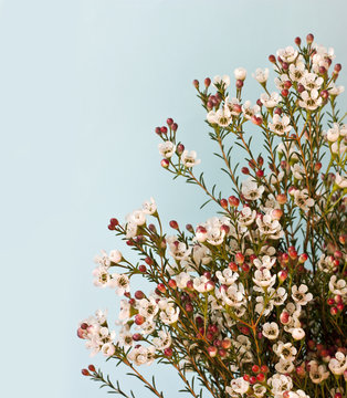 Fototapeta Bouquet of wax flowers on light turquoise background
