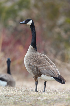 Canada Goose Scanning its Surroundings