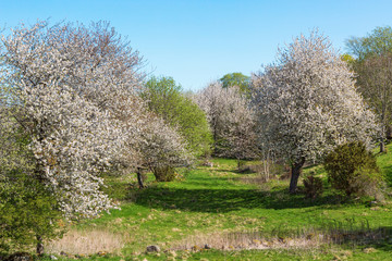 Cherry trees in blooming