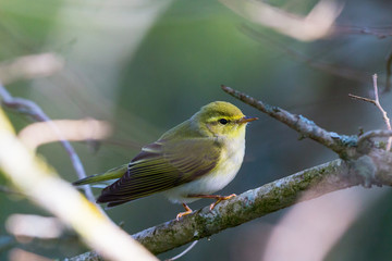 Wood Warbler in a tree