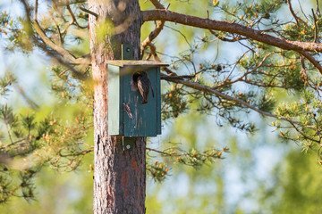 Starling in the hole