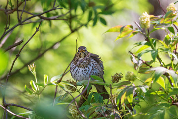 Song thrush on a branch at spring