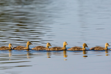 Fototapeta premium Greylag geese goslings swim