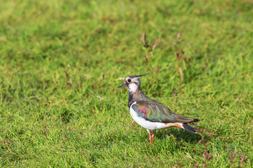 Lapwing