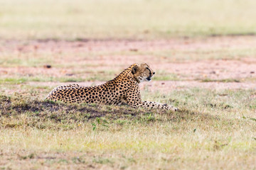 Cheetah lying in the grassland