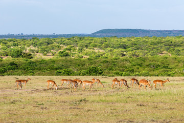 Naklejka na ściany i meble Impala antelope in the savanna landscape