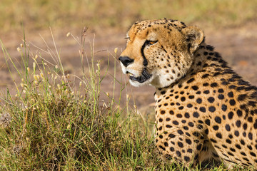 Cheetah potrait