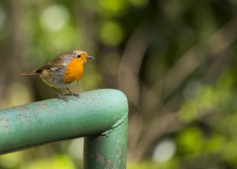 Robin Red Breast