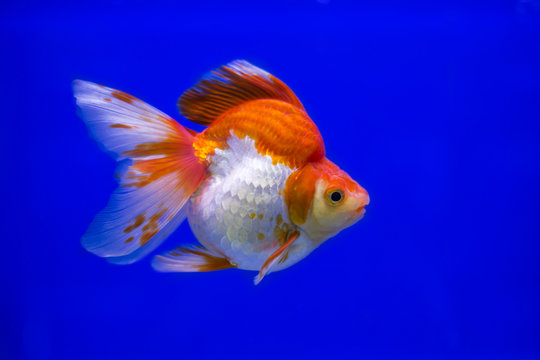 Goldfish Ryukin fancy colors in the tank ,bule backgound