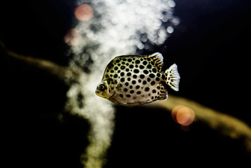 Spotted scat fish, Scatophagidae