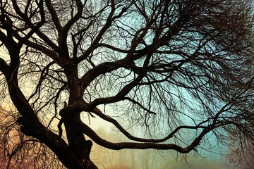 Selbstklebende Fototapete Bäume Gebogener Ast