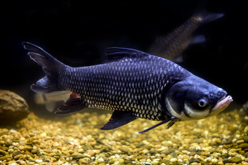 Siamese giant carp, Giant barb Fish