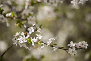 Spring