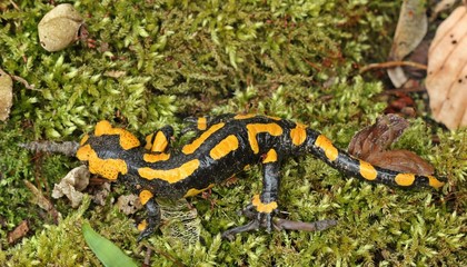Feuersalamander im Nationalpark Kellerwald