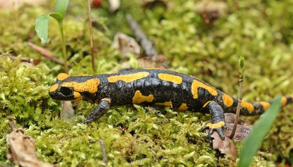 Feuersalamander im Nationalpark Kellerwald