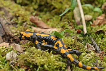 Feuersalamander im Nationalpark Kellerwald
