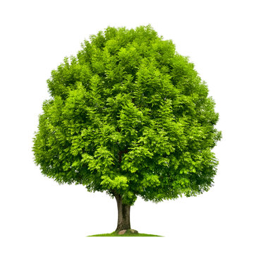 Perfekter Baum, eine Esche auf wei&szlig;