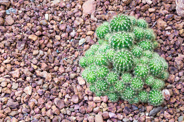 Echinocactus grusonii