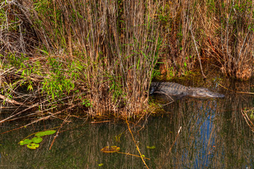 FL-Everglades National Park-Anhinga Trail