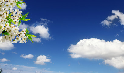 Kirschbl&uuml;ten, blauer Himmel, Wolken