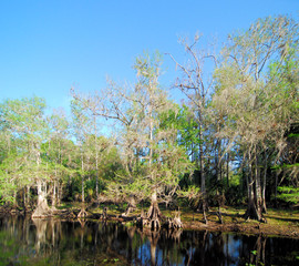 Fototapeta na wymiar Cypress Swamp / Views from Fisheating Creek in south Florida