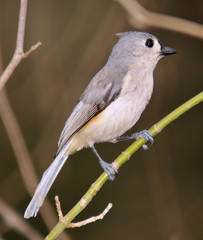 Titmouse / The Tufted Titmouse in Alabama