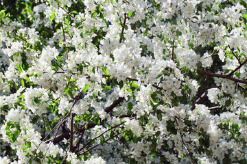 Beautiful blooming apple tree green branches in spring sunny day