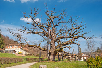 Tausendj&auml;hrige K&ouml;nig-Ludwig-Eiche in Bad Br&uuml;ckenau