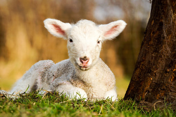 Lamm liegend am Baumstamm