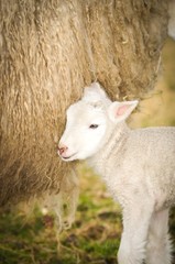 Neugeborenes Lamm bei der Schafmutter