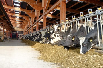 Rindviehfütterung, schwarzbunte Rinder im modernen Stall