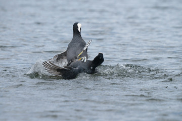 Eurasian Coot, Coot, Fulica atra