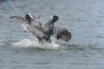 Eurasian Coot, Coot, Fulica atra