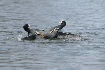 Eurasian Coot, Coot, Fulica atra