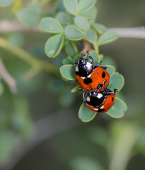 Ladybugs mating