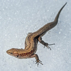 Прыткая ящерица (Lacerta agilis) на снегу