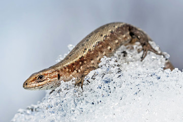 Ящерица на Сибирском снегу (лат. Lacerta agilis)