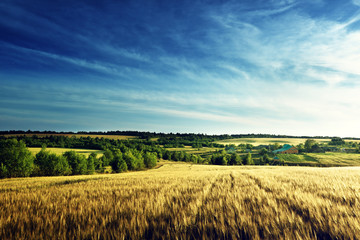 Fototapeta na wymiar wheat field in sunset time
