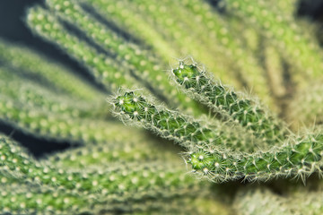 Close up os cactus. Nature green background